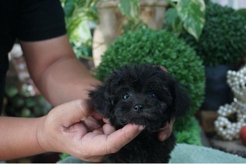 成約済の京都府のトイプードル-35004の1枚目