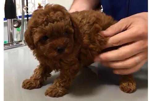 成約済の愛知県のトイプードル-34089の4枚目