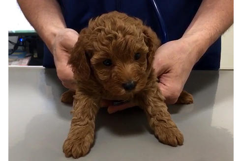 成約済の愛知県のトイプードル-34091の1枚目