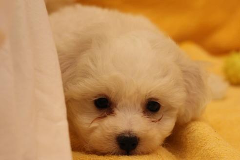 成約済の愛知県のビションフリーゼ-33997の5枚目