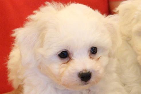 成約済の愛知県のビションフリーゼ-33997の3枚目