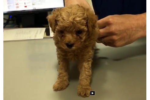 成約済の愛知県のトイプードル-34120の1枚目