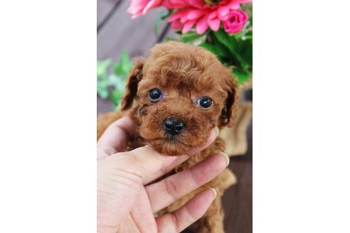 成約済の岡山県のトイプードル-35005の4枚目