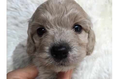 成約済の茨城県のミックス犬-35035の5枚目