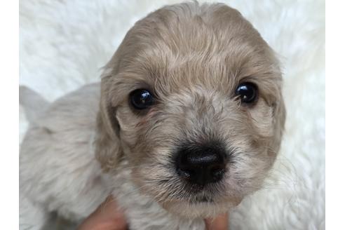 成約済の茨城県のミックス犬-35035の4枚目