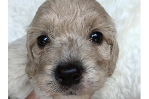 成約済の茨城県のミックス犬-35035の1枚目