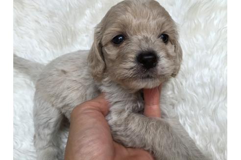 成約済の茨城県のミックス犬-35035の2枚目