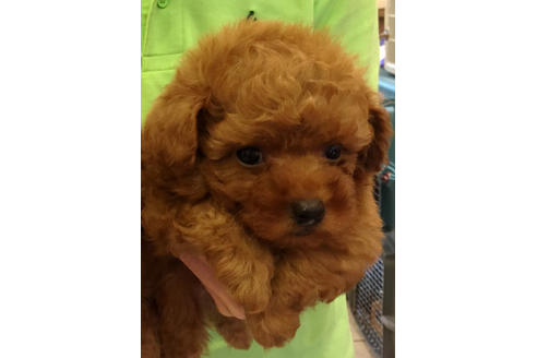 成約済の愛知県のトイプードル-34066の5枚目