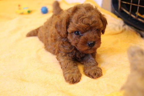 成約済の愛知県のトイプードル-34066の4枚目