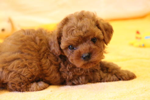 成約済の愛知県のトイプードル-34066の3枚目