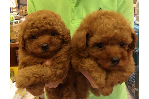 成約済の愛知県のトイプードル-34066の2枚目