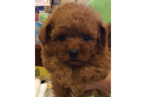 成約済の愛知県のトイプードル-34066の1枚目