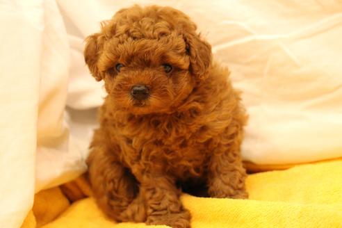 成約済の愛知県のトイプードル-34089の1枚目