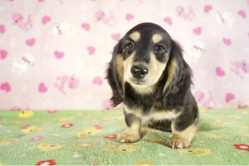 成約済の兵庫県のミニチュアダックスフンド-33796の3枚目