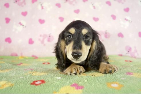 成約済の兵庫県のミニチュアダックスフンド-33796の4枚目