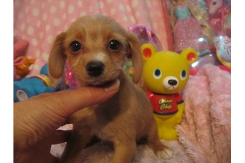 成約済の静岡県のミックス犬-35052の5枚目