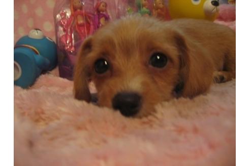 成約済の静岡県のミックス犬-35052の2枚目