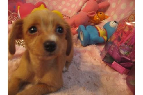 成約済の静岡県のミックス犬-35052の3枚目