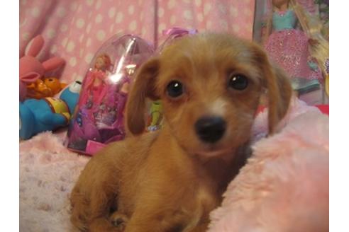 成約済の静岡県のミックス犬-35052の4枚目