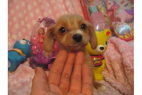 成約済の静岡県のミックス犬-35052の1枚目