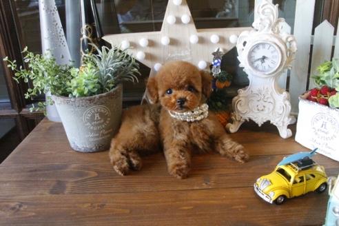 成約済の埼玉県のトイプードル-35055の4枚目