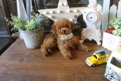 成約済の埼玉県のトイプードル-35055の5枚目