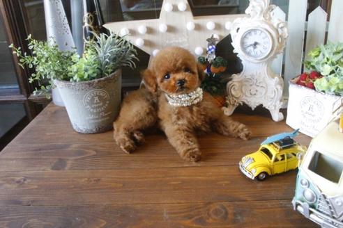 成約済の埼玉県のトイプードル-35055の2枚目