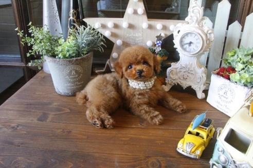 成約済の埼玉県のトイプードル-35055の3枚目