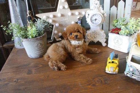 成約済の埼玉県のトイプードル-35055の1枚目