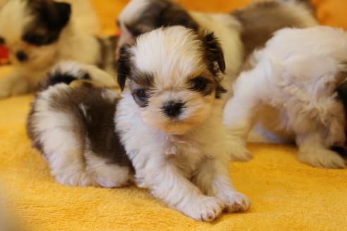 成約済の愛知県のシーズー-34326の4枚目