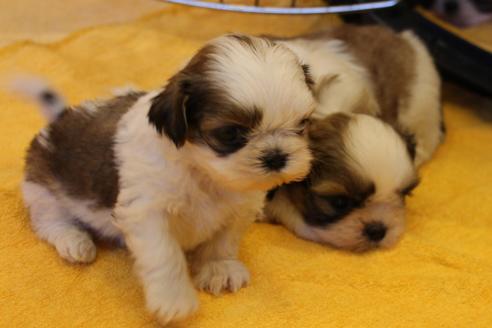 成約済の愛知県のシーズー-34326の3枚目