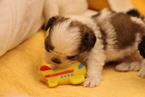 成約済の愛知県のシーズー-34326の1枚目