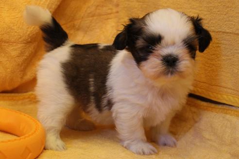 成約済の愛知県のシーズー-34351の5枚目