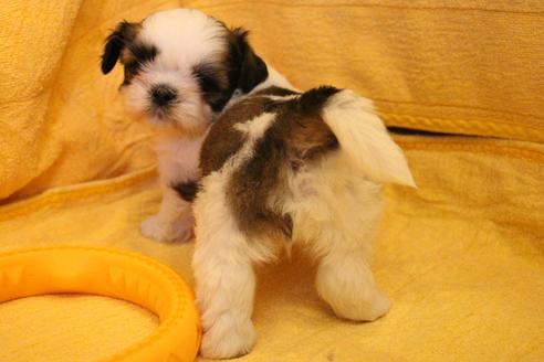 成約済の愛知県のシーズー-34351の4枚目