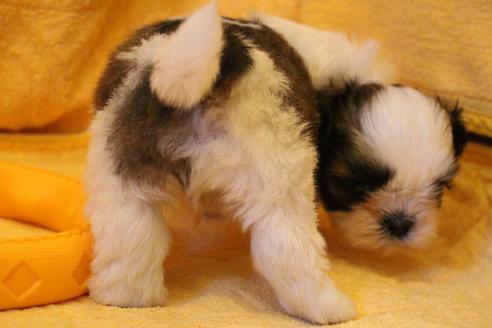 成約済の愛知県のシーズー-34351の3枚目