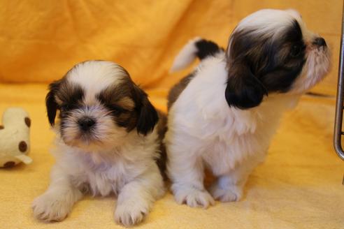 成約済の愛知県のシーズー-34351の2枚目