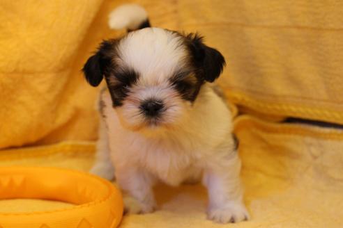 成約済の愛知県のシーズー-34351の1枚目