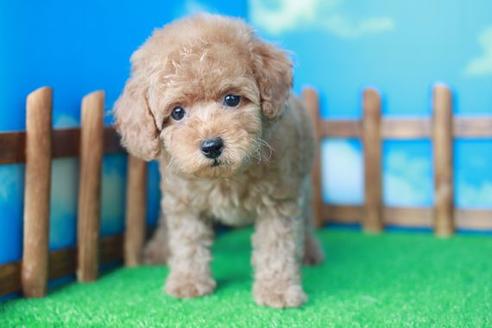 成約済の滋賀県のトイプードル-35099の2枚目