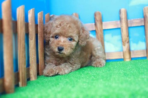 成約済の滋賀県のトイプードル-35099の1枚目