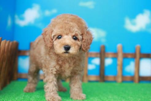 成約済の滋賀県のトイプードル-35100の2枚目