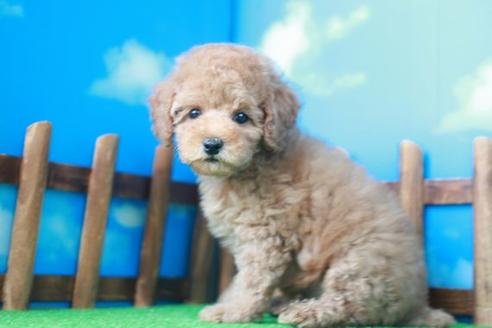 成約済の滋賀県のトイプードル-35100の1枚目