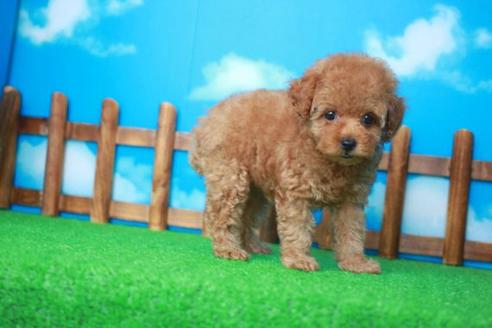 成約済の滋賀県のトイプードル-35101の2枚目