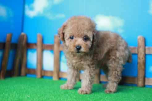 成約済の滋賀県のトイプードル-35101の1枚目