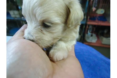 成約済の栃木県のミックス犬-35108の2枚目