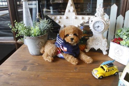 成約済の埼玉県のトイプードル-35134の2枚目