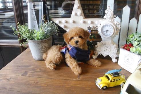 成約済の埼玉県のトイプードル-35134の4枚目