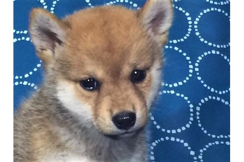 成約済の愛知県の柴犬-34065の3枚目