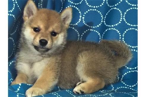 成約済の愛知県の柴犬-34065の1枚目