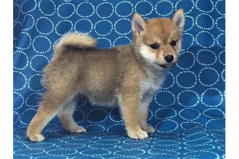 成約済の愛知県の柴犬-34065の2枚目