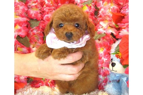 成約済の茨城県のトイプードル-35162の4枚目